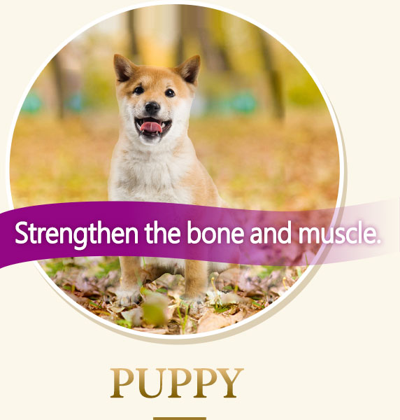Strengthen the bone and muscle-PUPPY